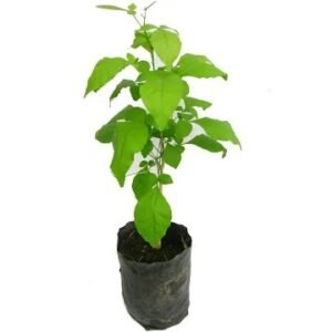 Bael plant / vilvam / vilangai