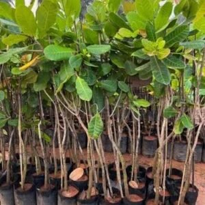 Cashew Grafted Plant