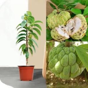 Custard Apple Grafted Plant