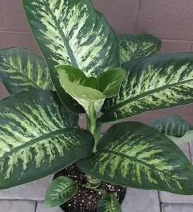 Dieffenbachia