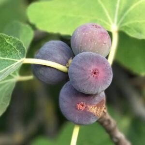 Fig Grafted Plant