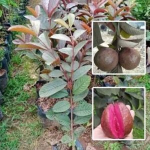 Beetroot Guava Plant /red guava