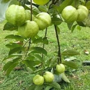 Guava-Hybrid