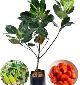 Jack Fruit Grafted Plant