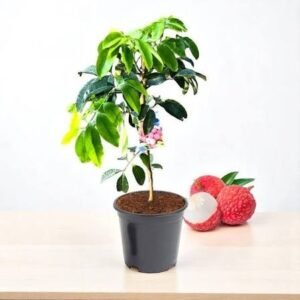 Litchi Grafted Plant