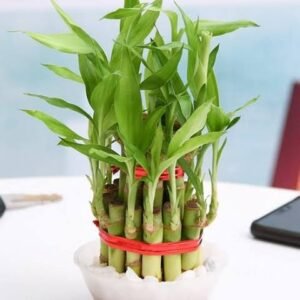 Lucky Bamboo 2 layer Plant