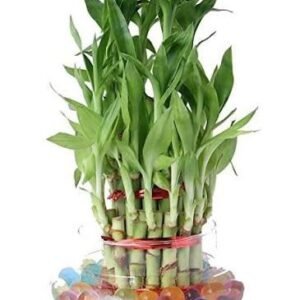 Lucky Bamboo 3 layer Plant
