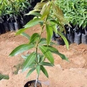 Mango Grafted