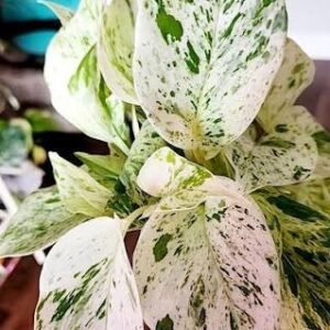 Marble Queen