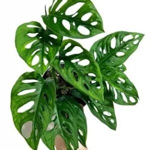 Broken heart/ monstera adansoni