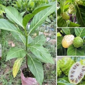Noni Grafted Plant