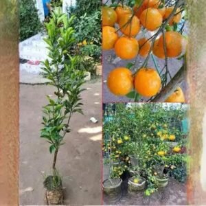 Orange-Grafted Plant