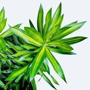 Song of Jamaica Plant