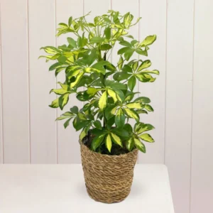 Scefflora Plant