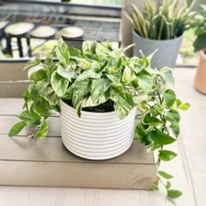 Marble, Golden, Njoy, Marble Queen