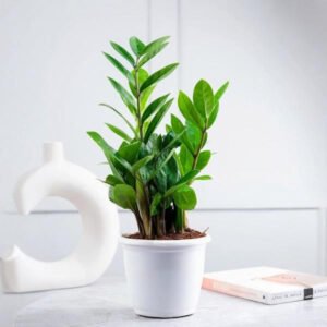 Zz Zamia Plant Green