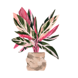 Stromanthe Plant