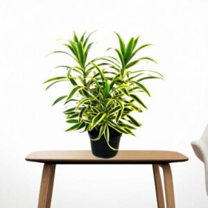 Song of India Plant