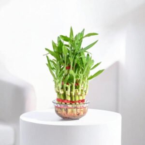 Lucky Bamboo Plant