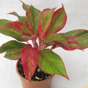 Lipstick aglonema