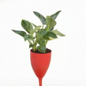 Birkin Plant