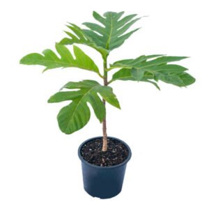 Bread Fruit Plant
