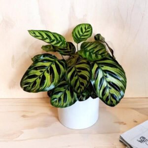 Calathea