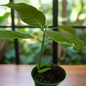 Cashew Grafted Plant