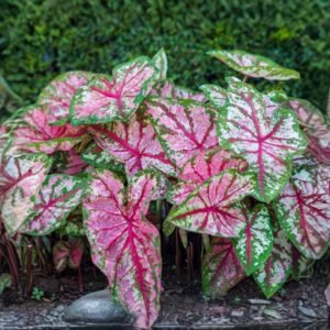 Caladium