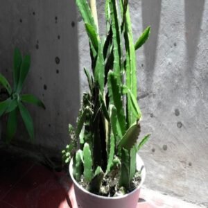 Dragon Fruit Plant