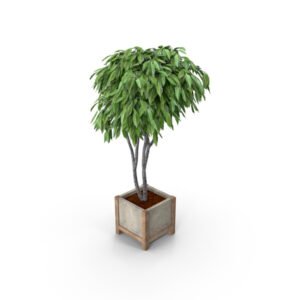Fig Normal Plant