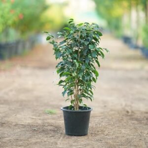 Fig Grafted Plant
