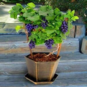 Grapes Black Plant