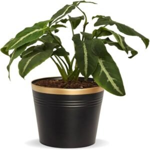 Indoor Shine Pots 10 Inches