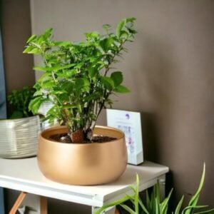 Indoor Shine Pots 6 Inches