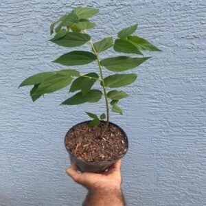 Jamaican Cherry Plant