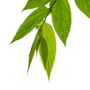 Jamaican Cherry