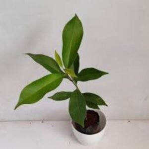 Jamun Normal Plant