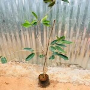 Jamun Grafted Plant