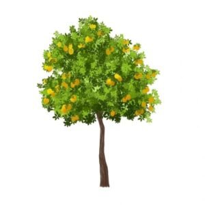 Lemon Big Round Plant