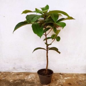 Malai Elanda Grafted Plant