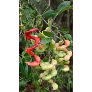 Manila tamarind Plant
