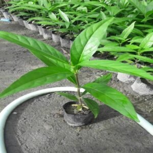 Noni Grafted Plant
