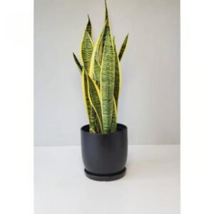 Snake Plant Yellow