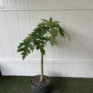 Papaya Normal Plant
