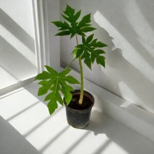 Papaya red lady plant