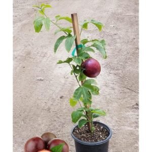 Passion Fruit Big