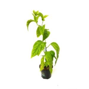 Passion Fruit Small