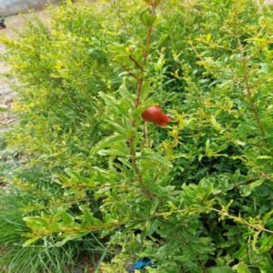 Pomegranate Hybrid Plant