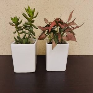 Square Pot  8 Inches